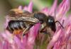 Megachile versicolor